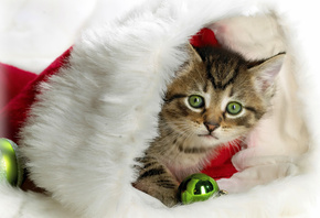 �����, ����� ���, �������