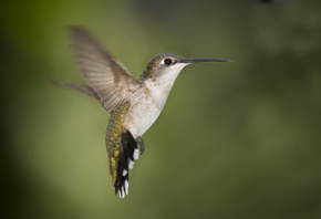 ����, ������, �������