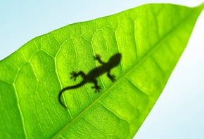 , Lucky gecko, 