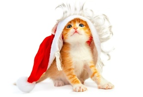 ���� ���, ����� ���, �������