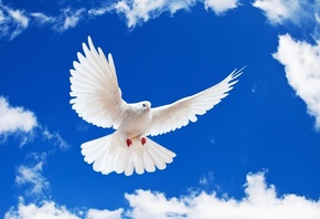 , , , White dove