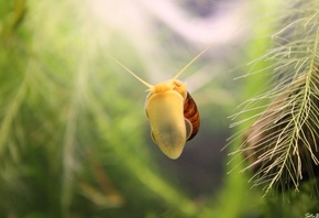 ������, ��������, ���������