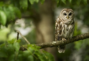 �����, ����, ���