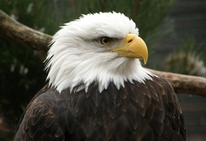 ����, ����, ������������