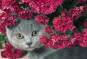 ���, �����