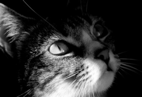 ���, �����-����� ���