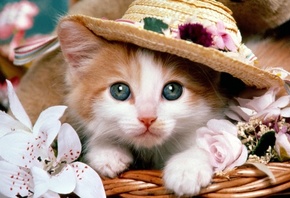 ���, �����, �����