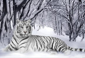 ����, ����, ���