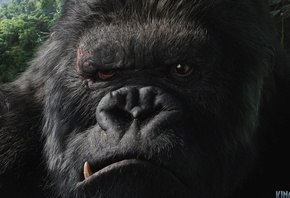 ����-����, ����, ��������, ��������, ������ �������