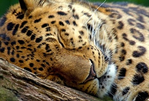 �������, ��������