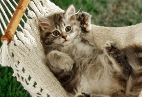 ����, ���, �����