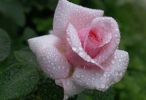 , flower, , Rose, pink, waterdrops, dew, beautiful nature wallpa ...