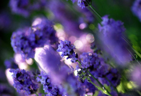 поляна, цвет, цветы, фиолетовый, Лаванда, растения