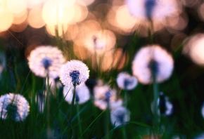 ������, ������, ����������, ������, �������, �����