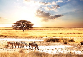 саванна, Afric animality, зебры, африка, пейзаж, животные, zebras