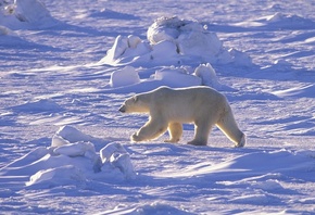 снег, арктика, север, пустыня, Белый медведь