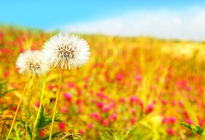Beautiful field, , , , , dandelions, 