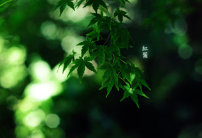 green colour, by burningmonk, , 1920x1200, 