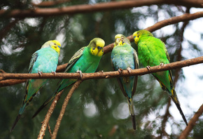 , , , , , parrot, , , bird