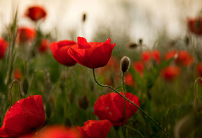 ����, ����, �������, �����