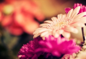 flowers, , , , , , 