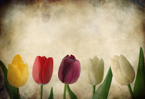 Гранж, текстуры, тюльпаны, тюльпан, бумага, цветы