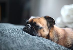 Собака, спит, кровать, мордочка, нос, пес, брабансон