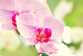Орхидея, фаленопсис, макро, orchid, цветок, phalaenopsis