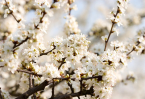 Cherry blossoms, white, цветение, flowers, вишня, beautiful nature wallpapers