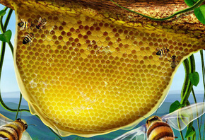 пчелки, мед