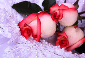 ����, ����