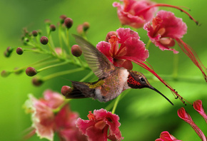 птица, цветы, Колибри