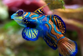 �����, ����