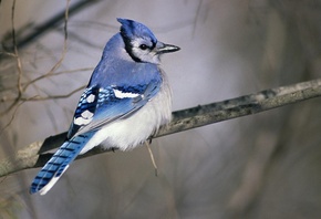 �����, �����, ������������, �� �����