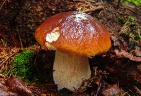 ������, 9