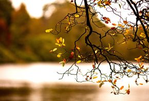 ветка, Природа, осень, листва