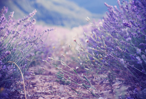 , , lavender, 