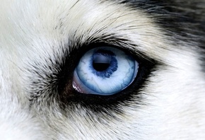 Волк, взгляд, глаза.