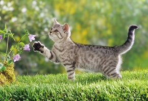 ��������, �����, ���� �� SAMSIK