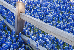 �����, ������, �������