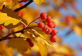 рябина, листья, дерево, желтый, Осень, красный, ягода