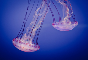 медузы, Jelly, аквариум