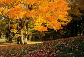 Деревья, листва, осень впереди, покров, autumn colors