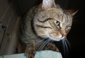 ���, ���