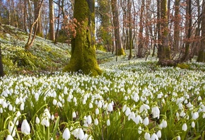 �����, ���