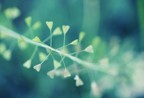 2560x1600,  , , plant, macro, bokeh, 