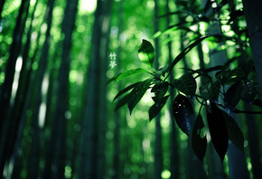 бамбук, иероглифы, green colour, Лес