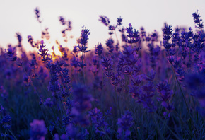 , sunset, , lavender