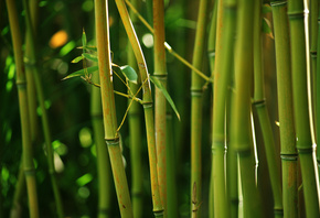 , , , , Bamboo, 
