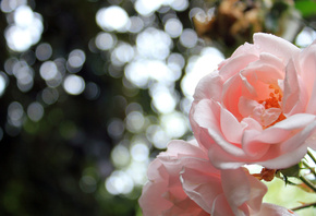 roses, , petals, nature, , , , , flowers